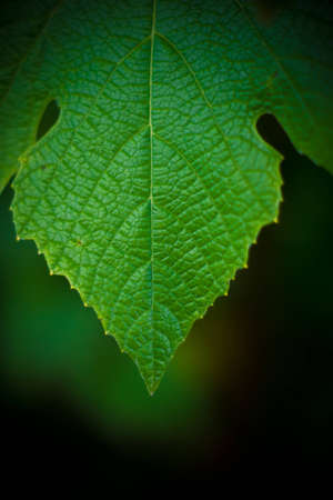 Grape leaf closeupの写真素材