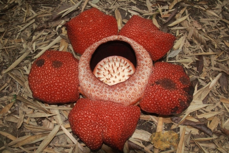 rafflesia flower biggest in the world saw in borneo sabah malayisa forestの写真素材