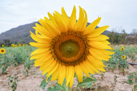 The big sunflower is planted in the fieldの写真素材
