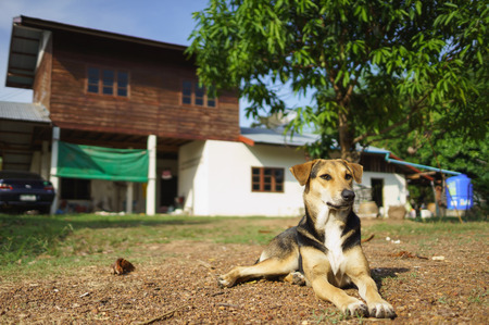 The dog is protecting the houseの写真素材