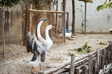 The goose is spreading its wings with motion blurの写真素材