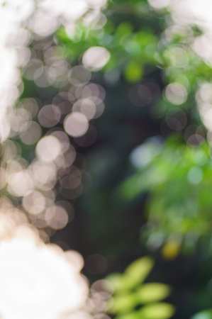 Background bokeh of colorful trees#3の写真素材