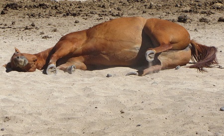 A horse rolls in the dirt to find relief from the summer flies.の素材