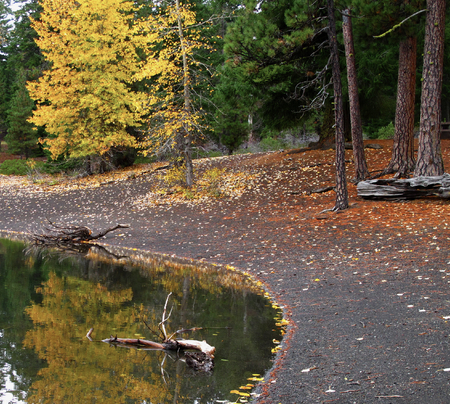 A tree with leaves that have turned yellow for the fall reflects in Scout Lake in Central Oregon with leaves and pine needles on the ground on shore with ponderosa pines and fir trees.の写真素材