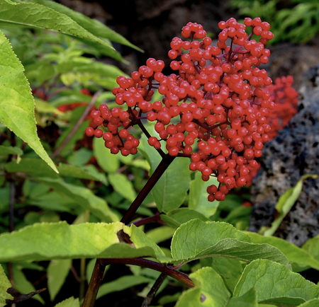 Bright elderberries in a lava field on the Old McKenzie Highway in Oregon on a fall day.の写真素材