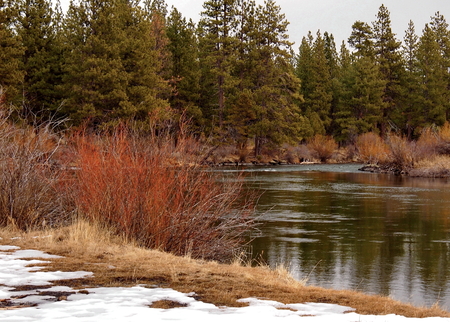 A bush with red stems on the banks of the Deschutes River that have some snow in the forests of Central Oregon on a winter day.の写真素材