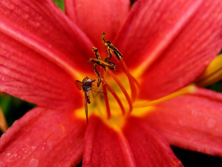 A tiny and intricately detailed insect with textured eyes on a bright red flower on a sunny summer...