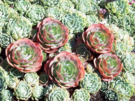 succulent green plantsの写真素材