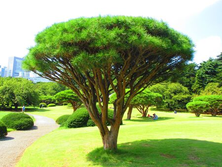 Tree at Shinkuku Gyoen national gardenの写真素材