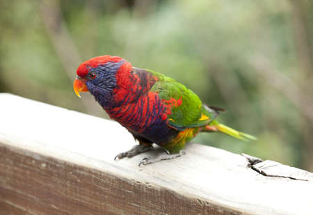 Colorful Bird