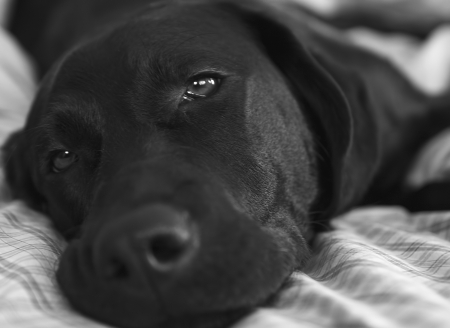 Black Lab Laying On Bedの写真素材