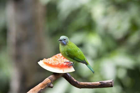 Rainbow Lorikeet (Trichoglossus Haematodus)の写真素材