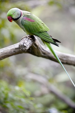 Alexandrine Parakeet (Psittacula eupatria) Perched on a tree branch in the Hong Kong Aviary の写真素材