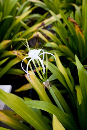 Malaysian Spider Lily Flowerの写真素材
