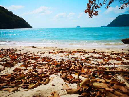 The leaves fall on the beachの写真素材