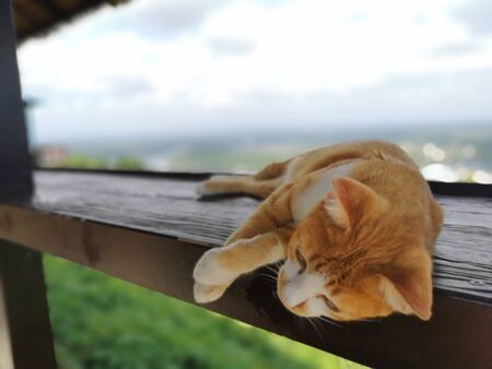 Cat lying on a wooden table.Cats like to spend some time around people; they're social and curious.Orange cat.の写真素材