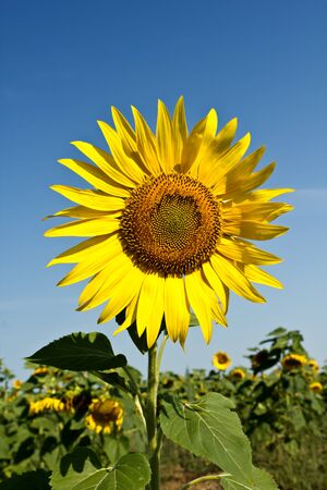 sunflower in the field on a sunny dayの写真素材