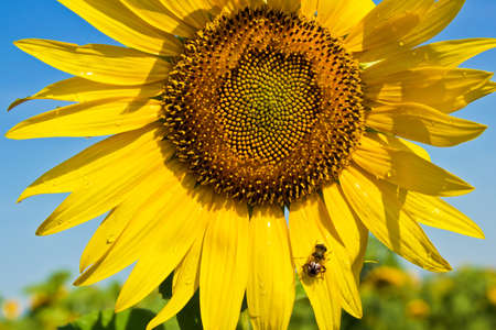 sunflower in the field on a sunny dayの写真素材