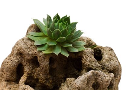 succulent on stone on a white backgroundの写真素材