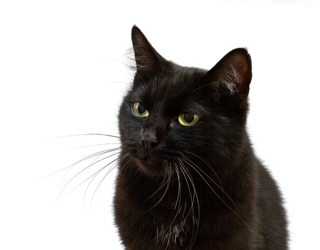 Black cat on a white backgroundの写真素材