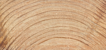 on a section of the tree visible annual ringsの写真素材