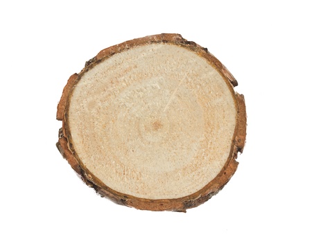 cut pine branches on a white backgroundの写真素材