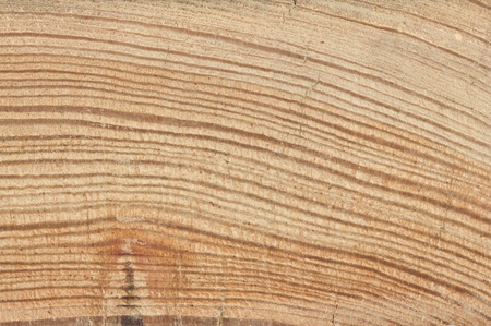 on a section of the tree visible annual ringsの写真素材