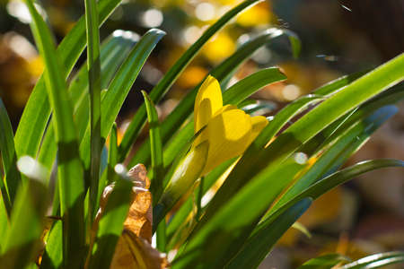 Autumn crocus among fallen leaves illuminated by sunlightの写真素材