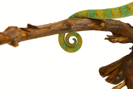 tail of a chameleonの写真素材