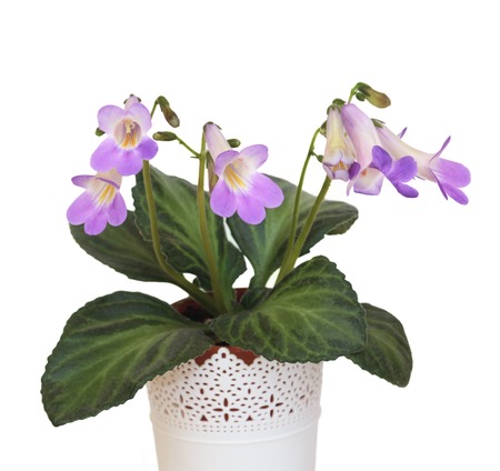 Decorative plant Chiritaの写真素材