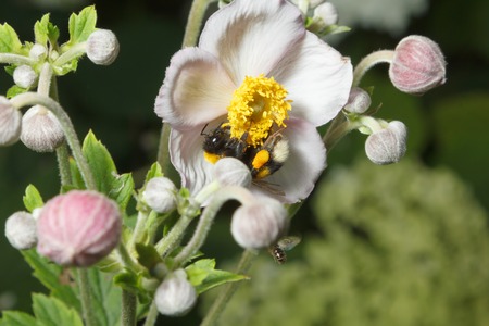 Bumblebee on a flowerの写真素材