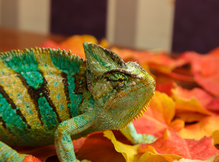 chameleonの写真素材