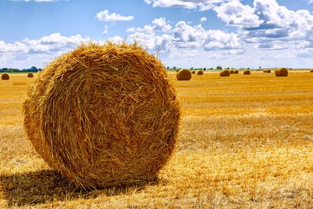 big bales of straw on the harvested fieldの写真素材
