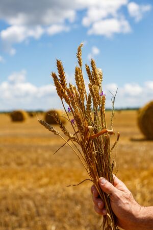 spikelets of wheat in hand and blue skyの写真素材