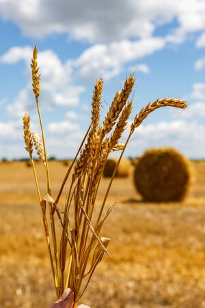 spikelets of wheat in hand and blue skyの写真素材