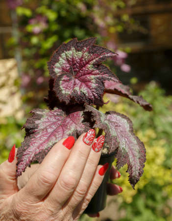 a female hand with a manicure holds an ornamental begonia plantの写真素材
