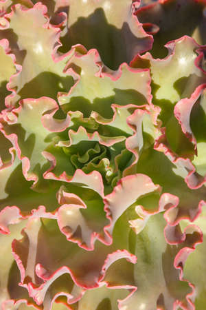 Ornamental plant Echeveria Zorro view from aboveの写真素材