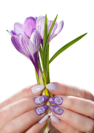 female hands with manicure holding purple crocusesの写真素材