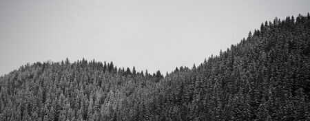 Winter forest in mountains