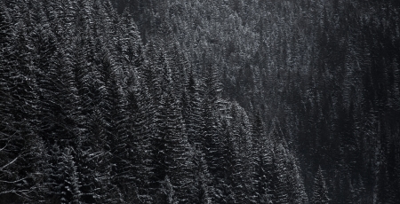 Winter forest in mountainsの写真素材