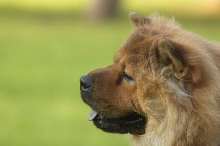 dog of chaw chaw breed on a grassの写真素材