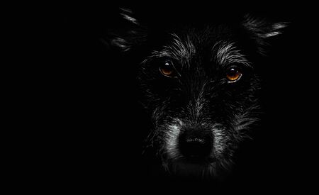 dog face with expressive eyesの写真素材