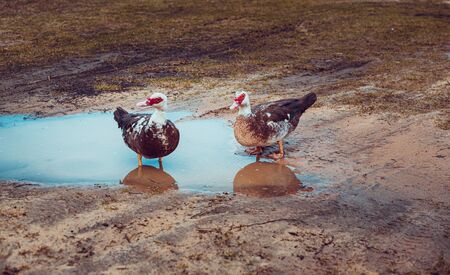 two ducks swimming in a pool of water in a meadow in a rural environment