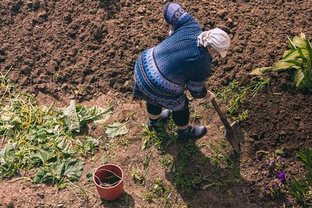 A woman in a garden in a field prepares for sowing and digs a gardenの写真素材