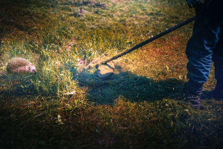 A man mows the grass, and a small hedgehog hides in the grass