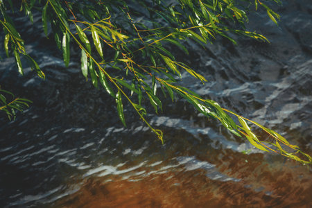 Fresh green willow leaves hang gracefully over the moving river surface, reflecting sunlight and creating a calm, natural summer scene.の写真素材