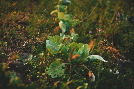 Young cabbage grows among other vegetables in a rustic garden, symbolizing soil fertility and natural rural agriculture.の写真素材