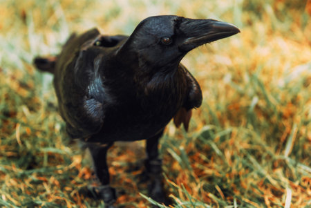 The photo shows a close-up of a black crow standing on green grass on a sunny day, looking attentively to the side.の写真素材