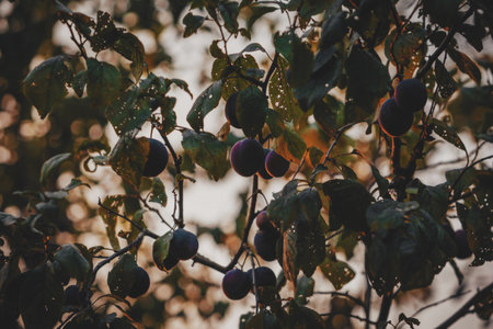 Dark ripe plums hang from the lush tree branches against the soft evening light, creating a cozy rural landscape.の写真素材