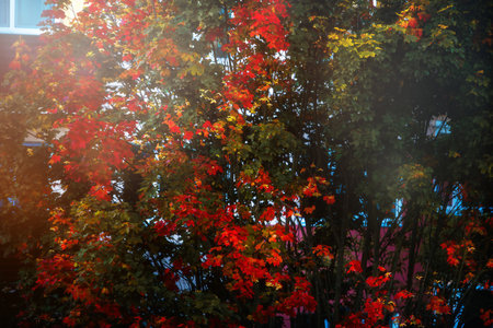 The photo shows a tree branch with bright red and green autumn leaves illuminated by sunlight.